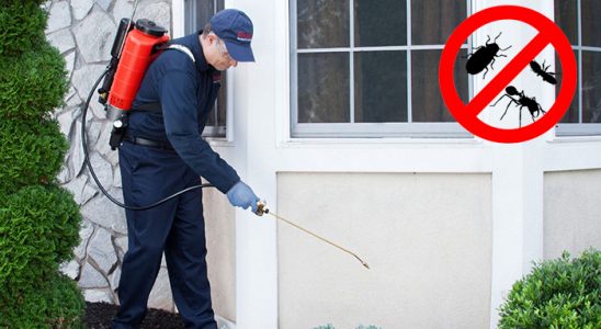Pancar Hamam Böceği İlaçlama böcek ilaçlama ve haşere kontrolü — ilaclama-tr.com